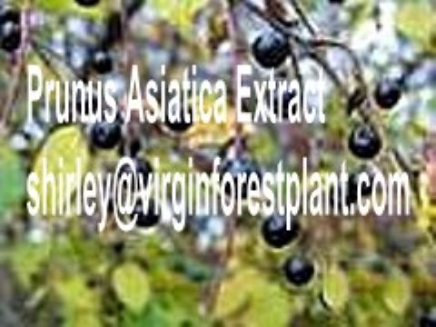 Prunus Asiatica Extract(Shirley At Virginforestplant Dot Com)